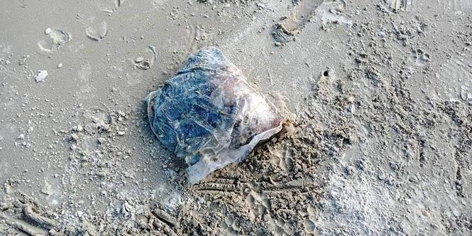 Nhiều túi đựng thịt thối dạt vào bờ biển Thừa Thiên Huế